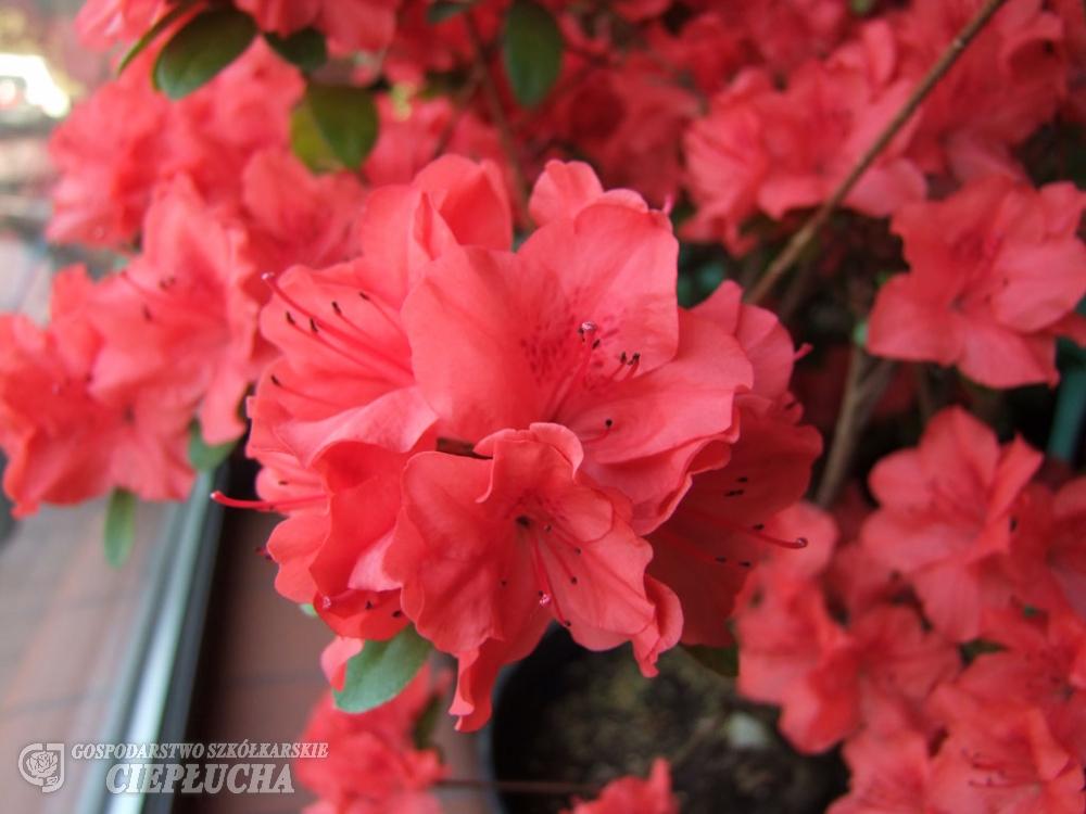 Азалия японская Обтусум